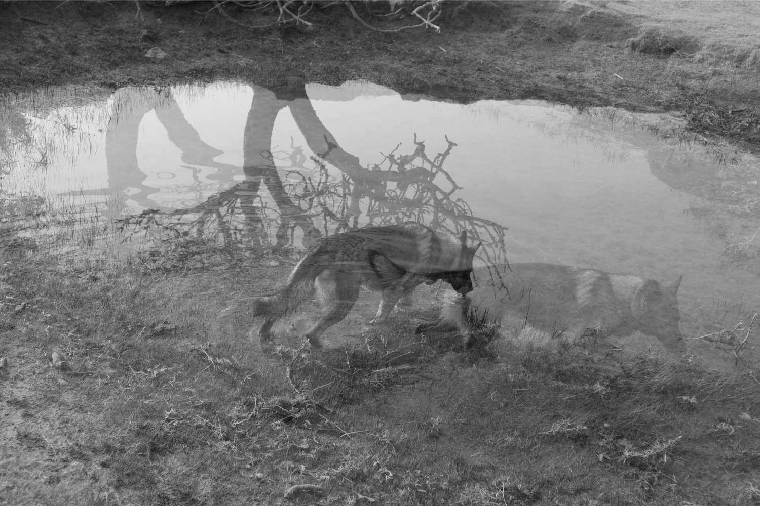 Puddle, 2025