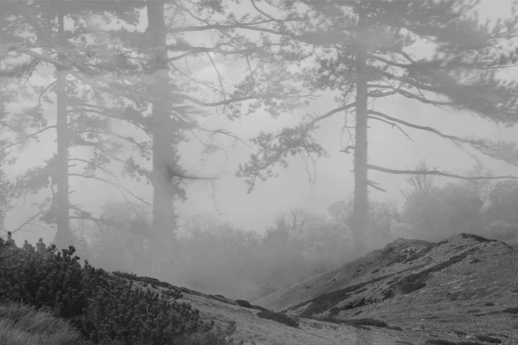 Trees Walk, 2026