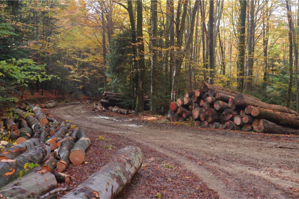 I'm off to the Forest Before they Cut It…